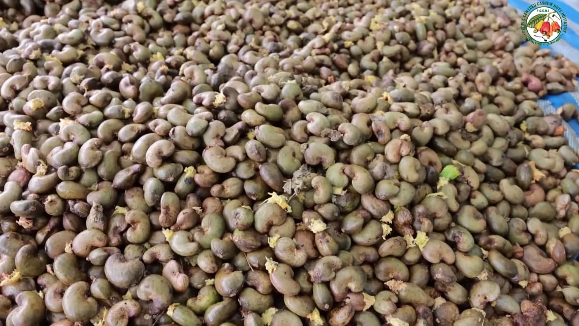 Read more about the article The Art and Science of Post-Harvest Handling Of Cashew Nut