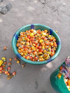 Cashew fruits