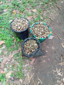 Cashew nuts