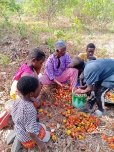 Cashew nuts farm