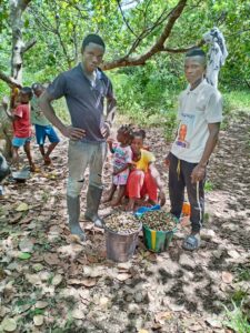 Cashew nuts harvest