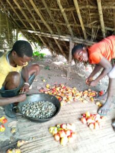 Cashew nuts processing