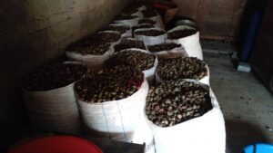 Cashew seeds