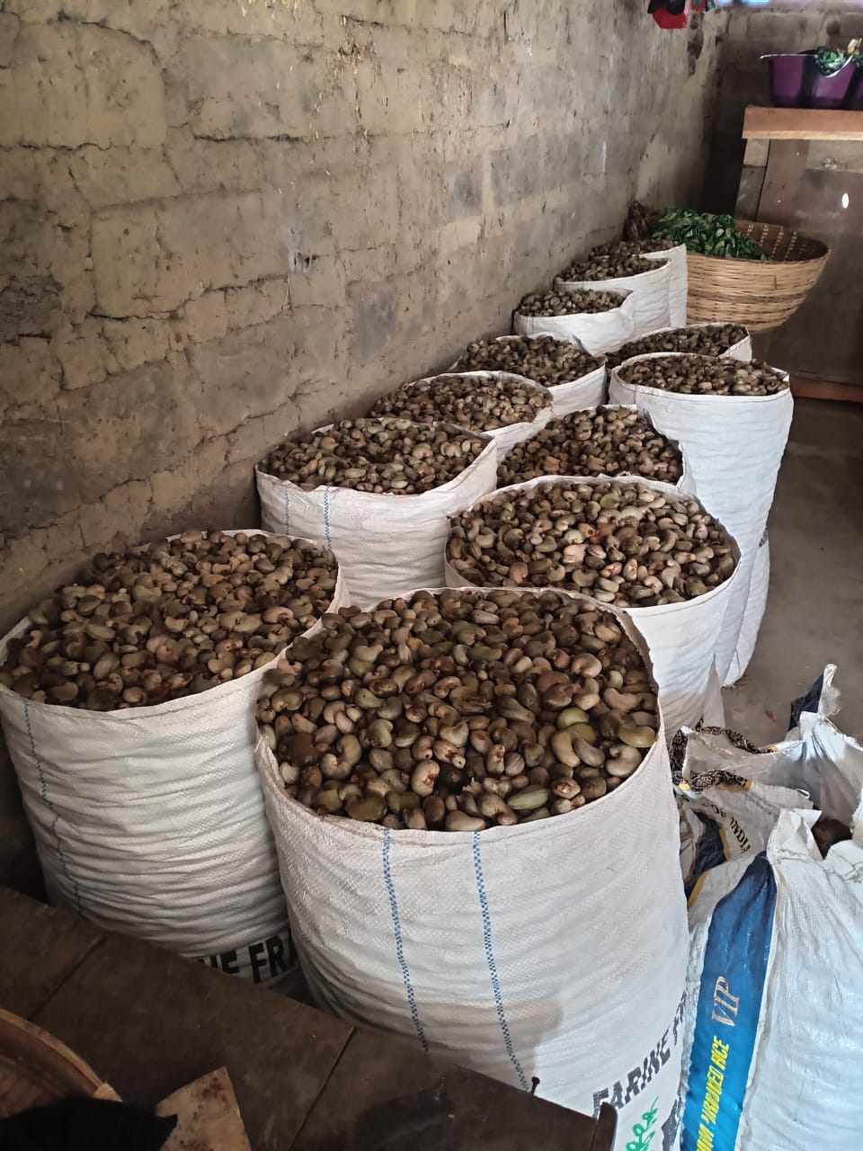 Cashew tree nuts