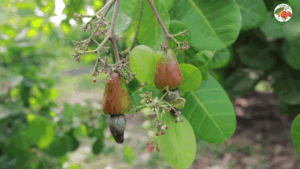 cashew fruits