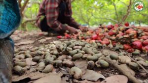 cashew fruits harvest
