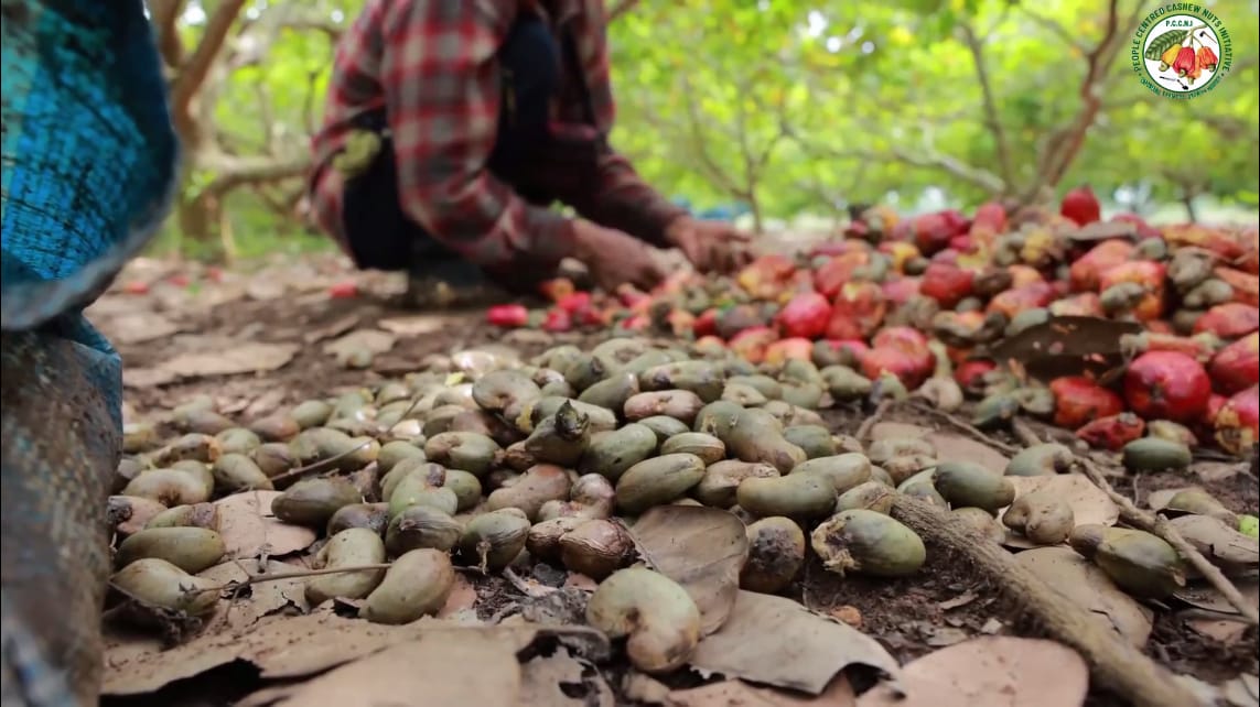 Read more about the article Understanding the Global Cashew Market and Africa’s Role