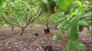 Read more about the article Climate-Smart Cashews: How Agroforestry is Securing Our Future Harvests