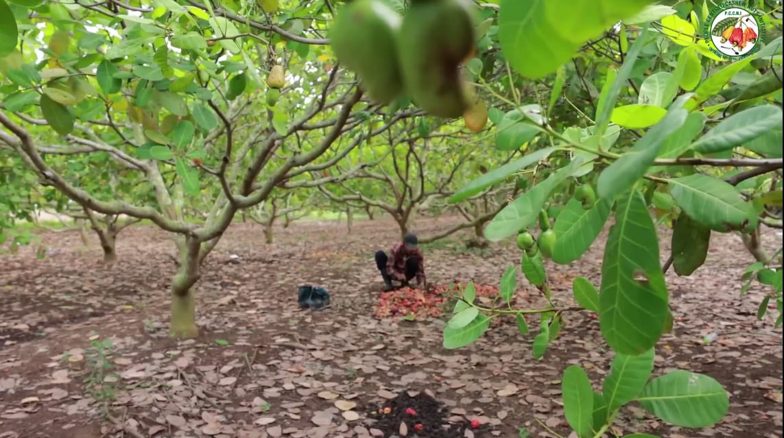Climate-Smart Cashews: How Agroforestry is Securing Our Future Harvests -  People Centred Cashew Nut Initiative