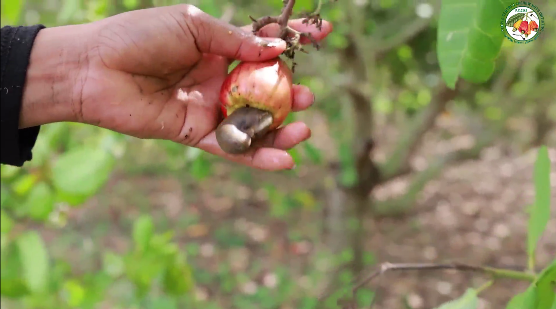 Read more about the article The Power in a Nut: 5 Surprising Health Benefits of Sierra Leonean Cashews