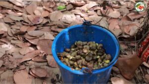 cashew fruits nut