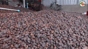 dried cashew nuts
