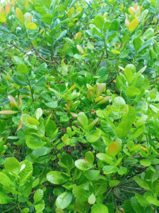 PCCNI Cashew Farm