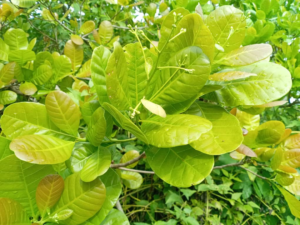 PCCNI Cashew Farm